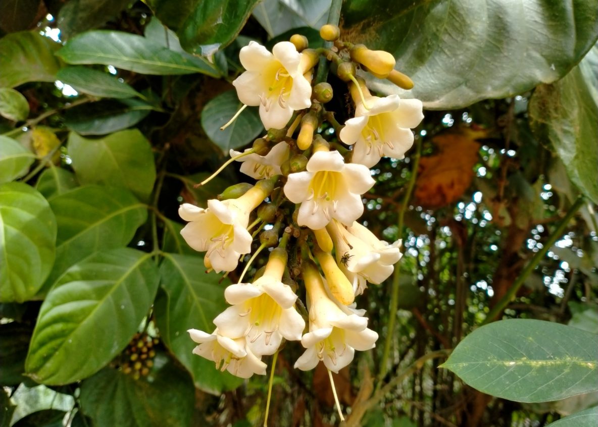 Borneo Nectar photo product 12